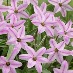 Ipheion 'Charlotte Bishop' - Ipheion 'Charlotte Bishop'