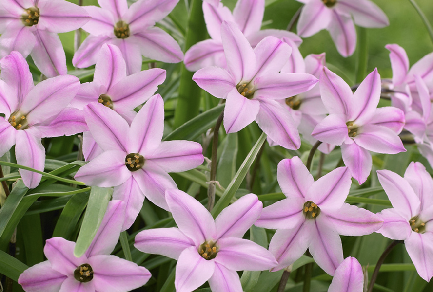 Ifejon 'Charlotte Bishop' - Ipheion 'Charlotte Bishop'