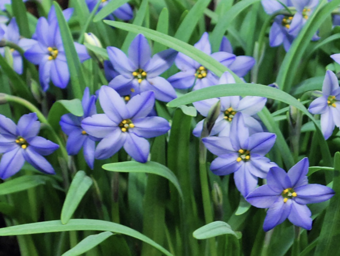 Ipheion 'Jessie' - Ipheion 'Jessie'