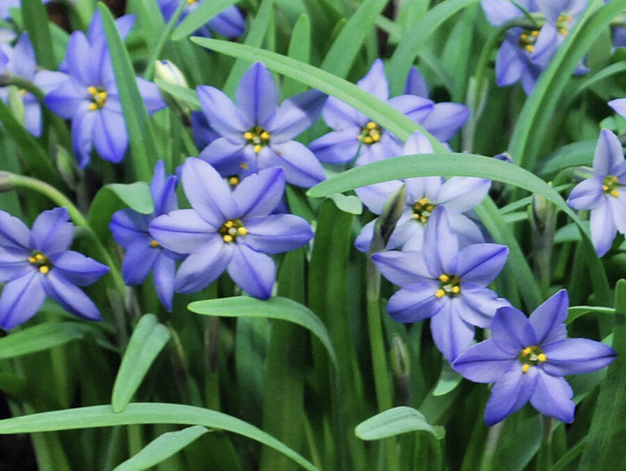 Ipheion 'Jessie' - Ipheion 'Jessie'