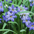 Ipheion 'Jessie' - Ipheion 'Jessie'