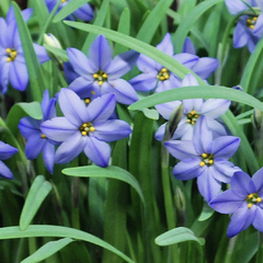 Ipheion 'Jessie' - Ipheion 'Jessie'