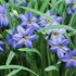 Ipheion 'Jessie'.png