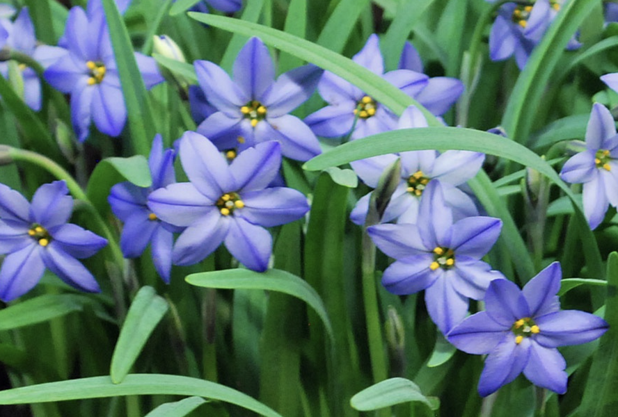 Ifejon 'Jessie' - Ipheion 'Jessie'