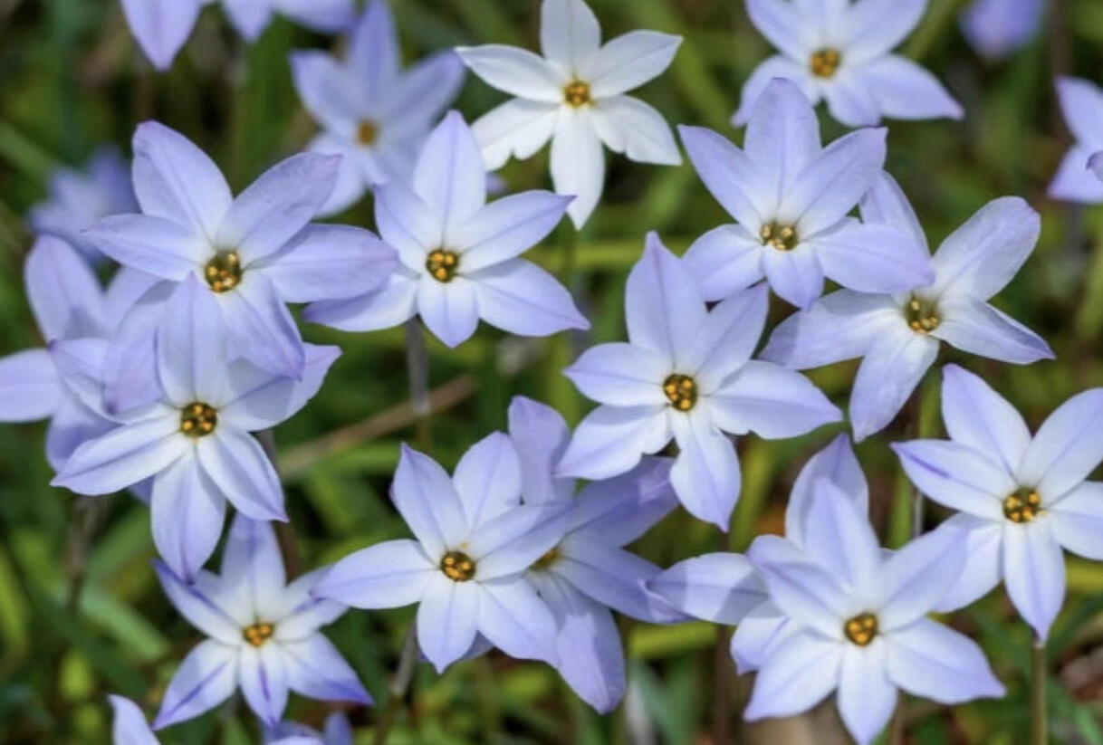 Ifejon jednokvětý - Ipheion uniflorum
