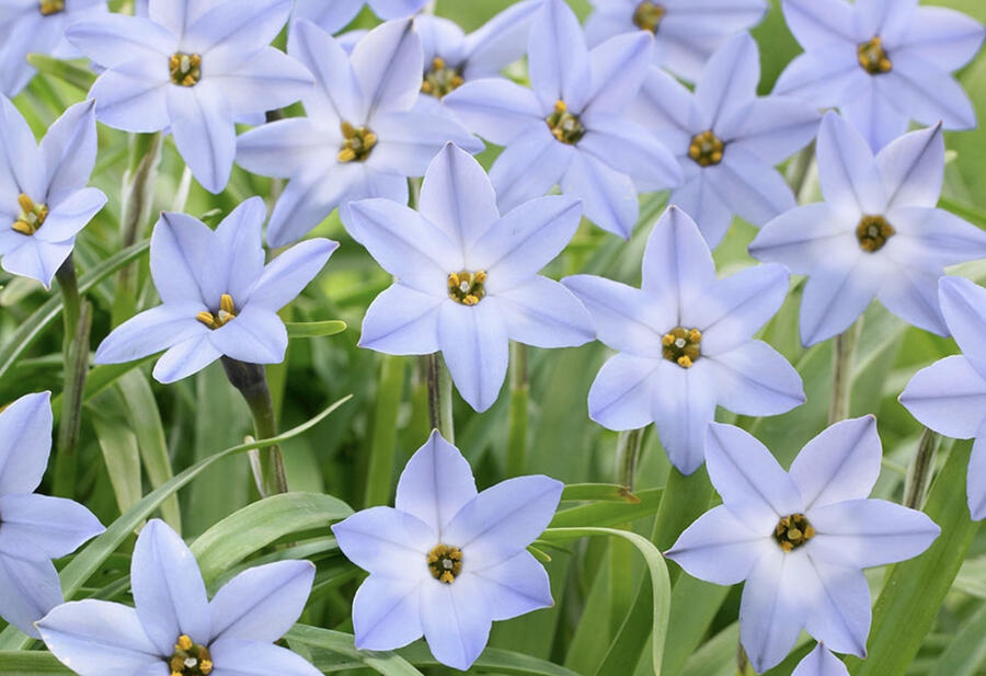 Ipheion 'Wisley Blue' - Ipheion 'Wisley Blue'
