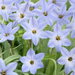 Ipheion 'Wisley Blue' - Ipheion 'Wisley Blue'
