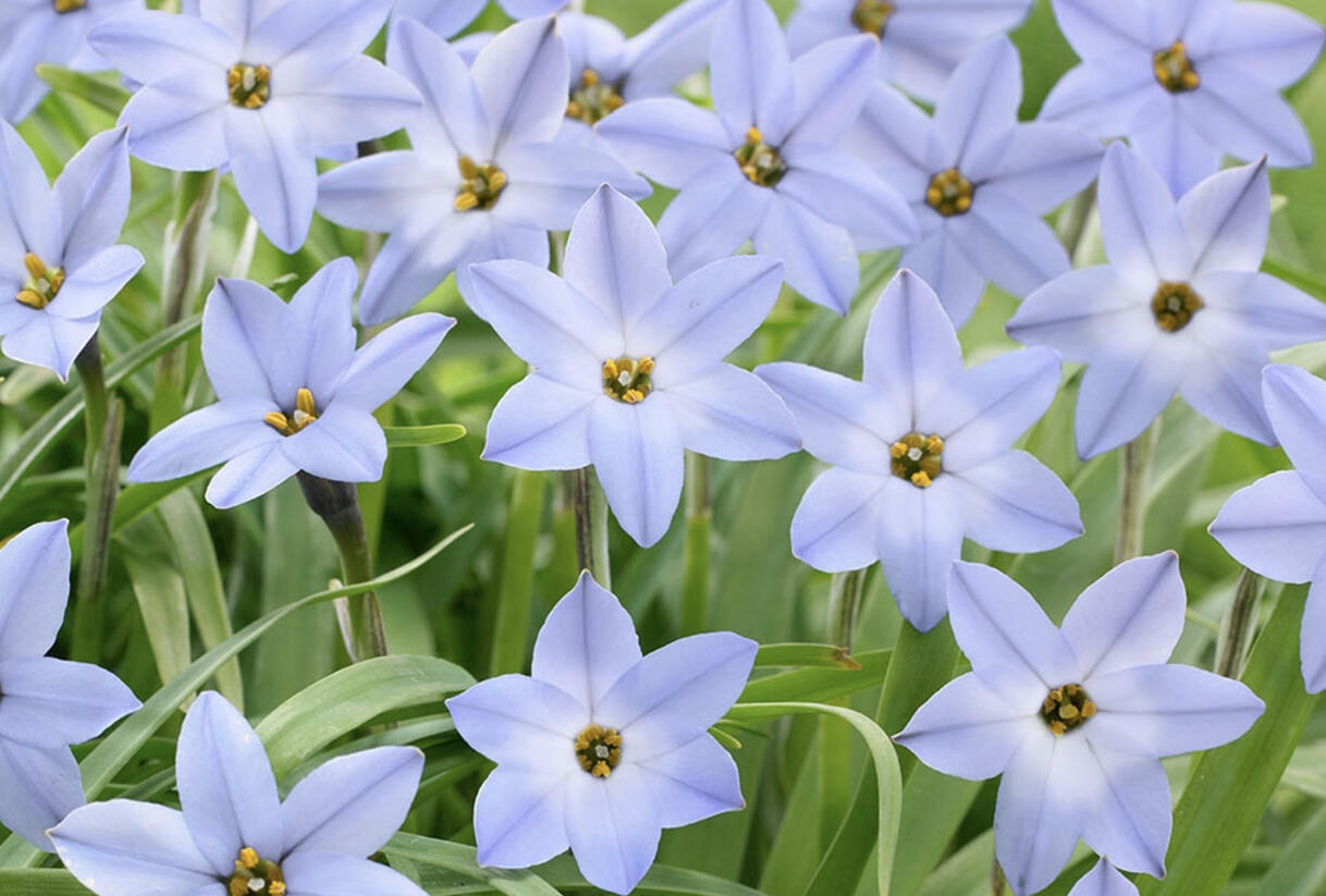 Ifejon 'Wisley Blue' - Ipheion 'Wisley Blue'