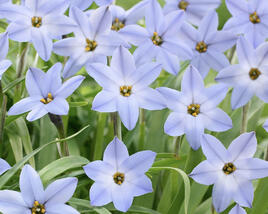 Ifejon 'Wisley Blue'