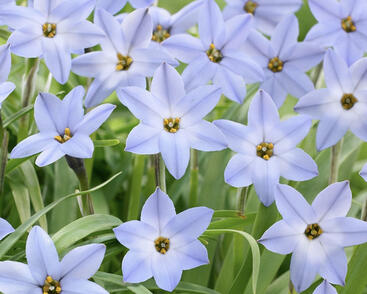 Ifejon 'Wisley Blue'