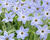 Ifejon 'Wisley Blue'