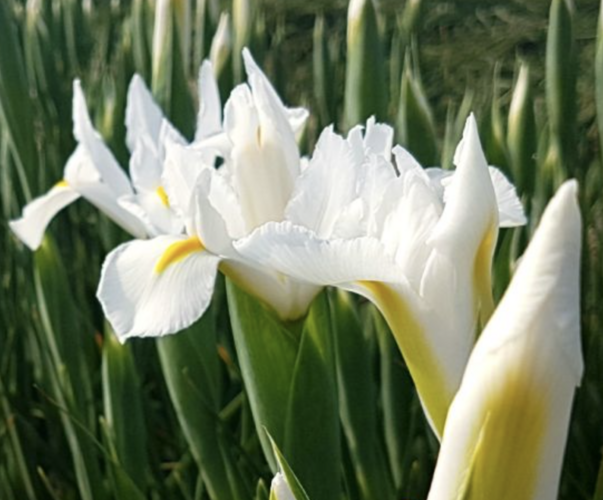 Kosatec 'Alaska' - Iris hollandica 'Alaska'