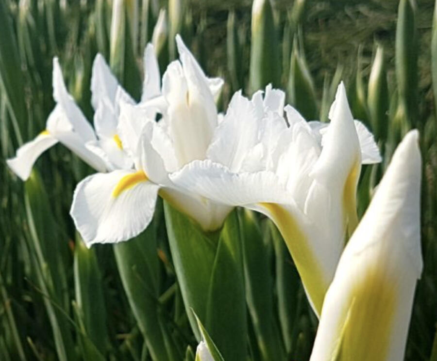 Kosatec 'Alaska' - Iris hollandica 'Alaska'