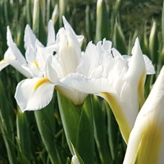 Kosatec 'Alaska' - Iris hollandica 'Alaska'