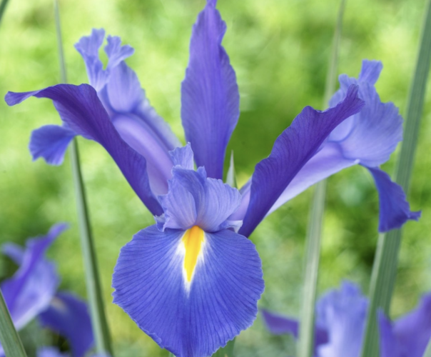 Kosatec 'Discovery' - Iris hollandica 'Discovery'