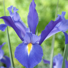 Kosatec 'Discovery' - Iris hollandica 'Discovery'