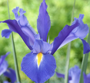Kosatec 'Discovery' - Iris hollandica 'Discovery'
