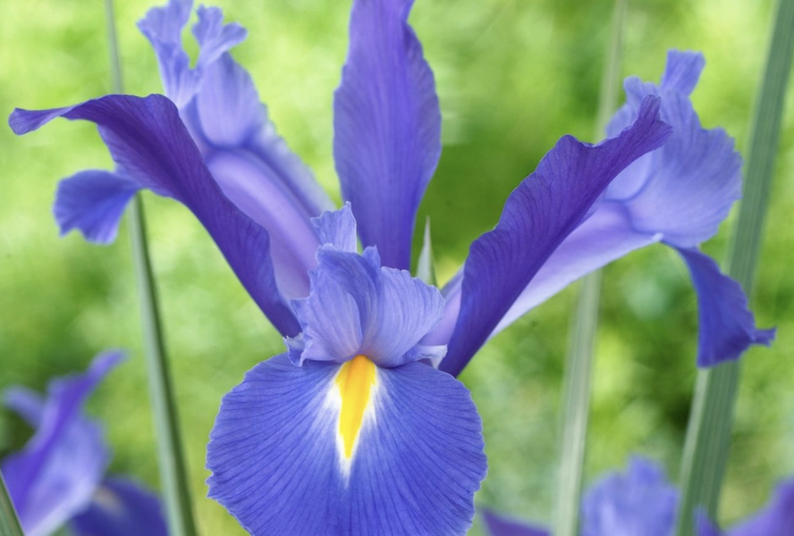 Kosatec 'Discovery' - Iris hollandica 'Discovery'