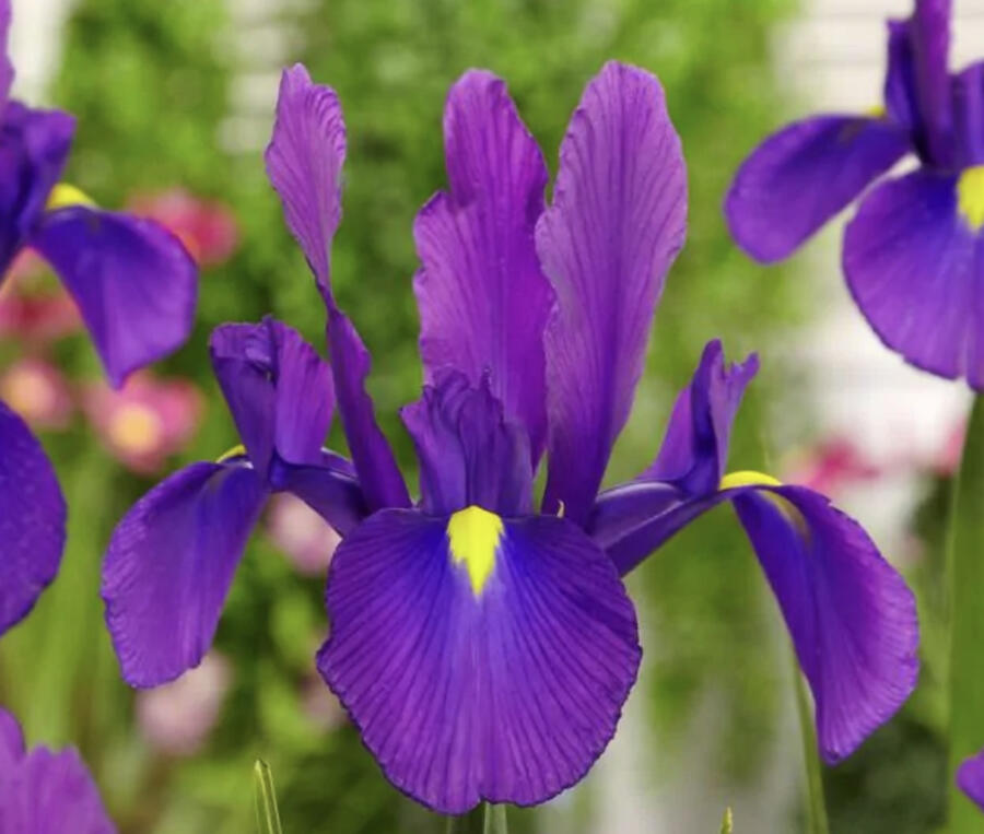 Kosatec 'Discovery Purple' - Iris hollandica 'Discovery Purple'
