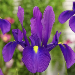 Kosatec 'Discovery Purple' - Iris hollandica 'Discovery Purple'
