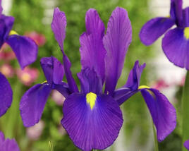 Kosatec 'Discovery Purple'