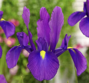 Kosatec 'Discovery Purple'