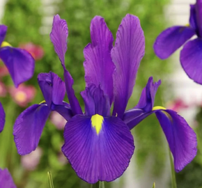Kosatec 'Discovery Purple' - Iris hollandica 'Discovery Purple'