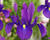 Kosatec 'Discovery Purple'