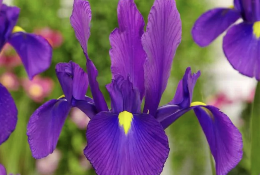 Kosatec 'Discovery Purple' - Iris hollandica 'Discovery Purple'
