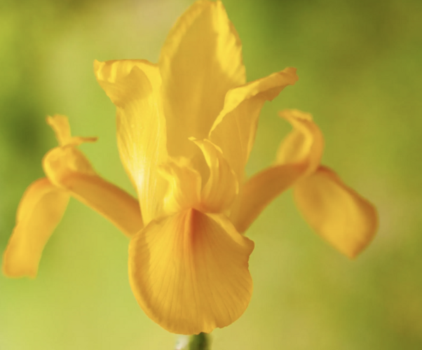 Kosatec 'Golden Harvest' - Iris hollandica 'Golden Harvest'