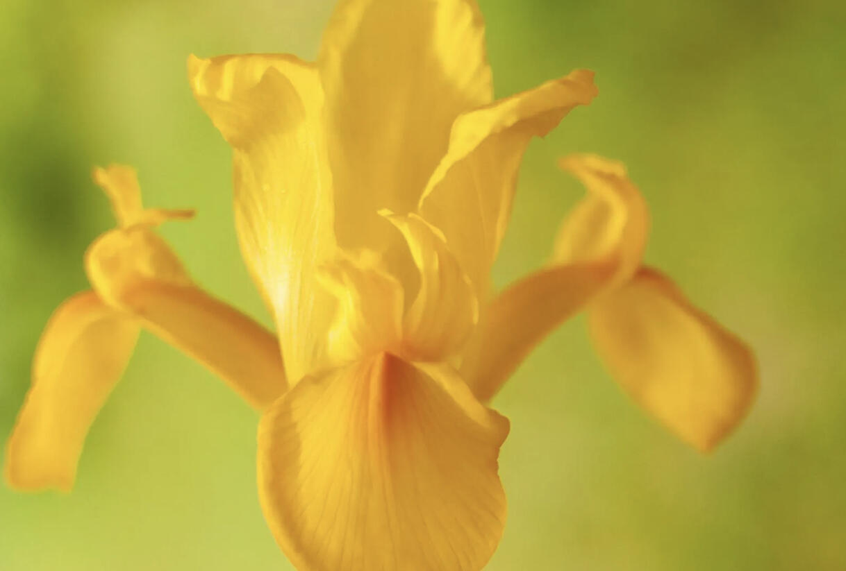 Kosatec 'Golden Harvest' - Iris hollandica 'Golden Harvest'