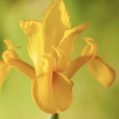 Kosatec 'Golden Harvest' - Iris hollandica 'Golden Harvest'
