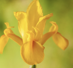 Kosatec 'Golden Harvest' - Iris hollandica 'Golden Harvest'