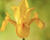 Kosatec 'Golden Harvest'
