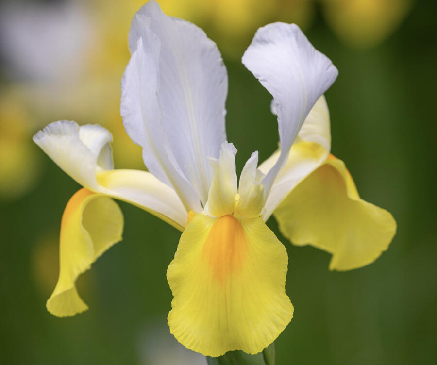Kosatec 'Symphony' - Iris hollandica 'Symphony'