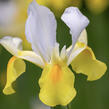 Kosatec 'Symphony' - Iris hollandica 'Symphony'