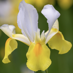 Kosatec 'Symphony' - Iris hollandica 'Symphony'