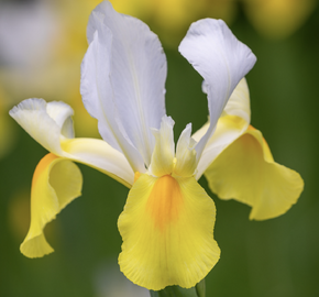 Kosatec 'Symphony' - Iris hollandica 'Symphony'