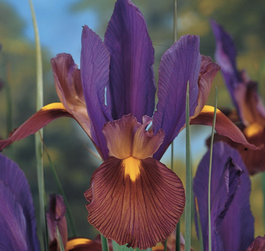 Kosatec 'Tigereye' - Iris hollandica 'Tigereye'