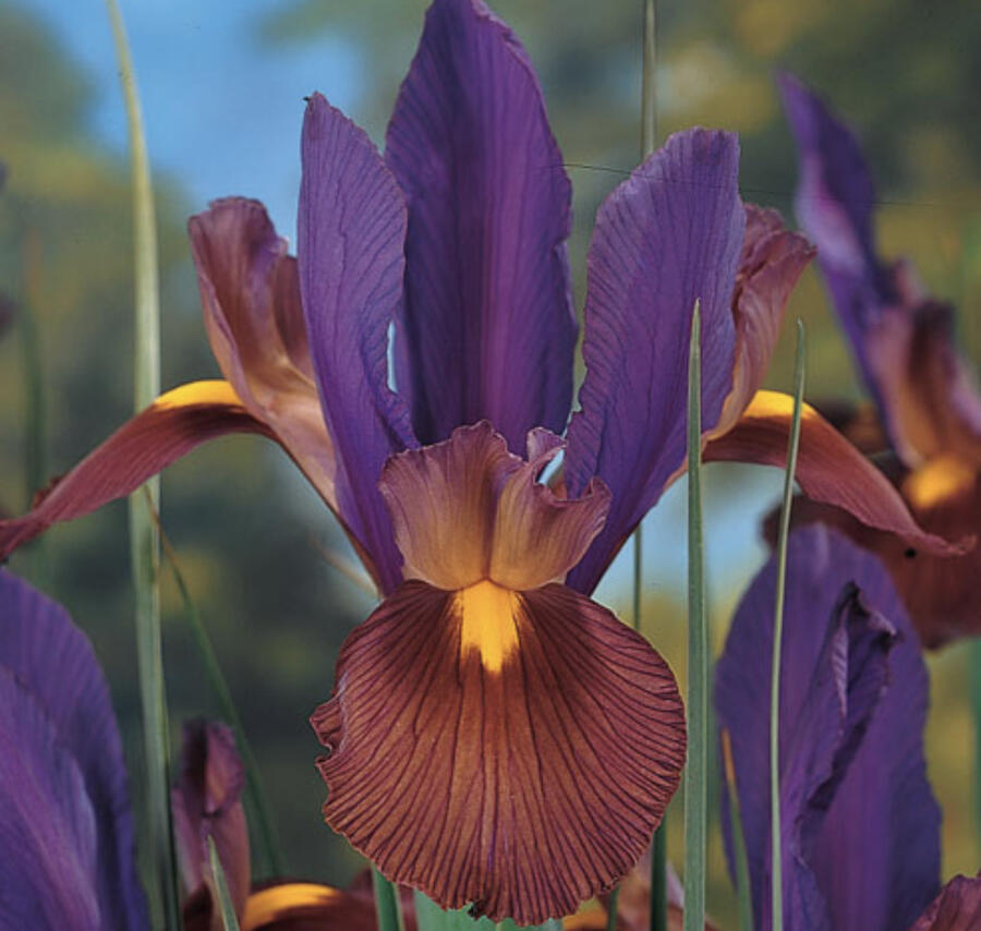 Kosatec 'Tigereye' - Iris hollandica 'Tigereye'