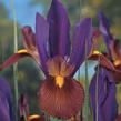 Kosatec 'Tigereye' - Iris hollandica 'Tigereye'