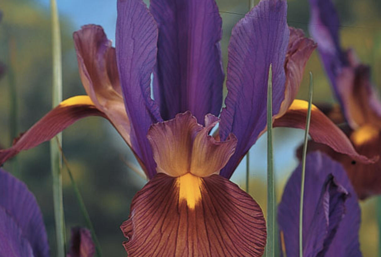 Kosatec 'Tigereye' - Iris hollandica 'Tigereye'