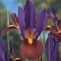Kosatec 'Tigereye' - Iris hollandica 'Tigereye'