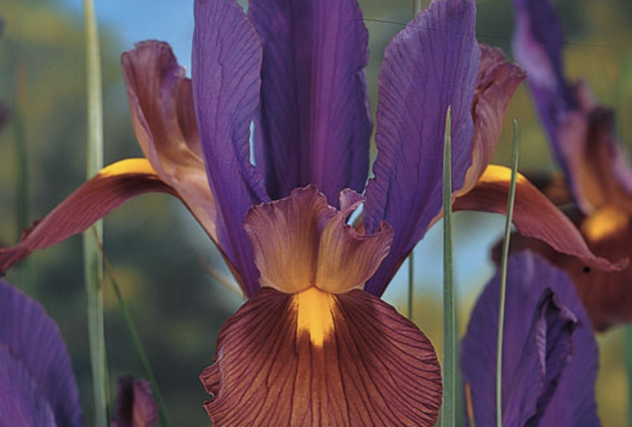 Kosatec 'Tigereye' - Iris hollandica 'Tigereye'
