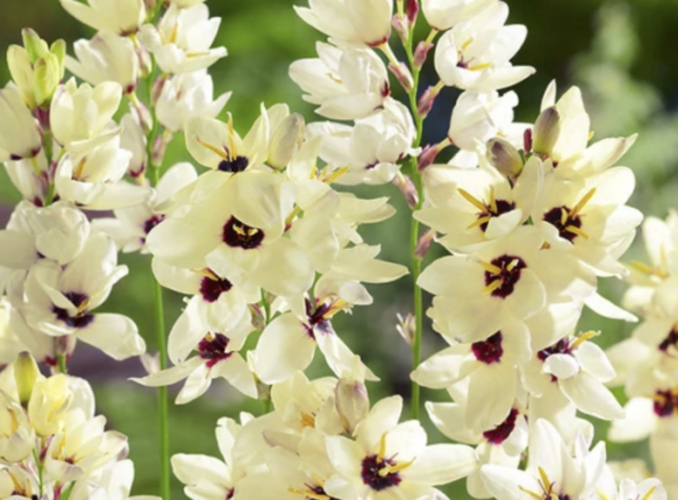 Ixia 'Marquette' - Ixia 'Marquette'