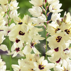 Ixia 'Marquette' - Ixia 'Marquette'