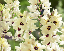 Ixia 'Marquette'