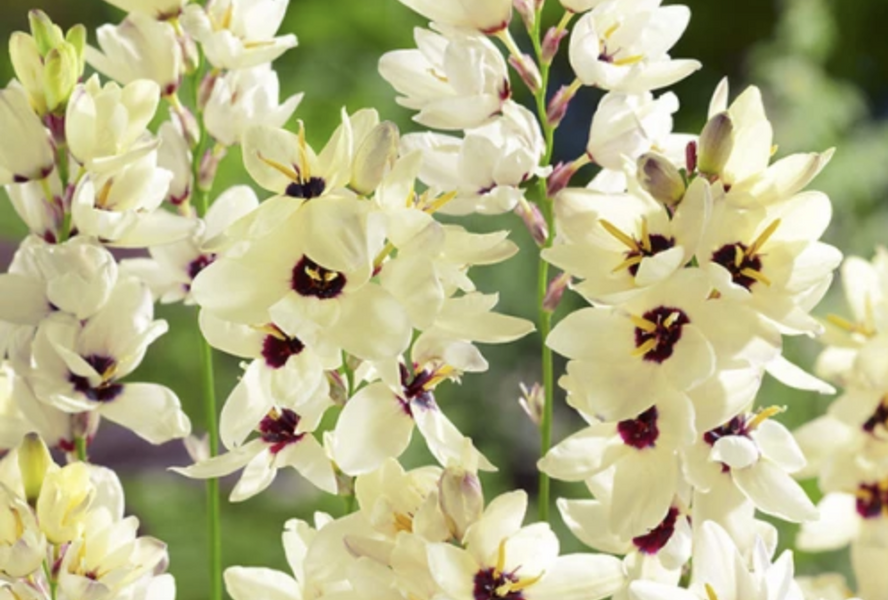 Ixia 'Marquette' - Ixia 'Marquette'