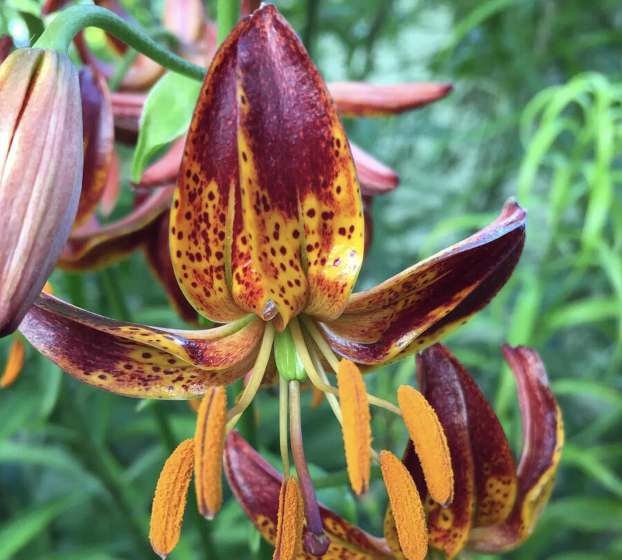 Lilie zlatohlavá 'Arabian Knight' - Lilium martagon  'Arabian Knight'