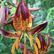 Lilie zlatohlavá 'Arabian Knight' - Lilium martagon  'Arabian Knight'